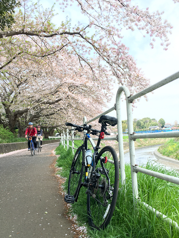 よく走っているサイクリングロード。桜の季節とか気持ちがいいです