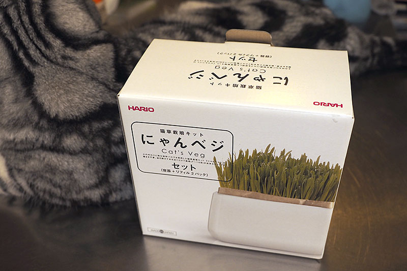HARIOの「猫草栽培キット にゃんベジセット」。メーカー直販価格は2500円（税別）です