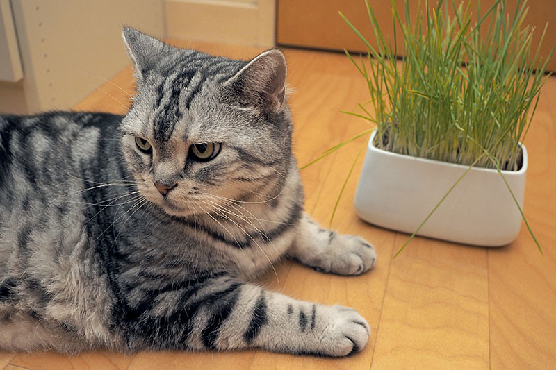 猫草をよく食べる「とろ」。「猫草栽培キット にゃんベジセット」の容器は、見栄えもいいですが、安定感も十分あります。市販の猫草よりちょっとオシャレで実用的、という印象になりました