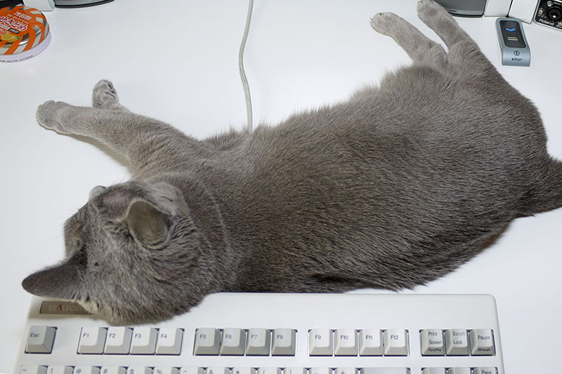 困るのが、こんなふうにキーボードを枕にすることです