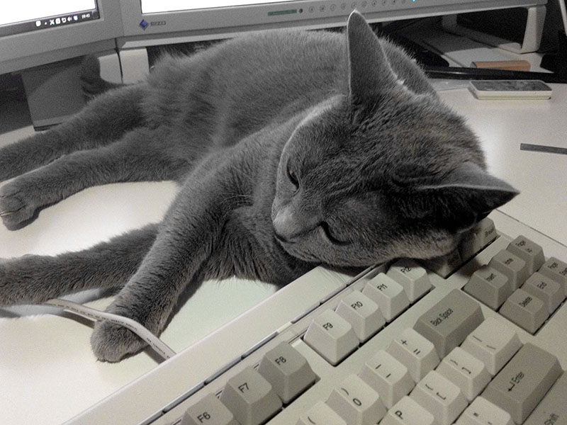 キーボードルーフを使えば、猫がキーボードを枕にしても問題ありません♪