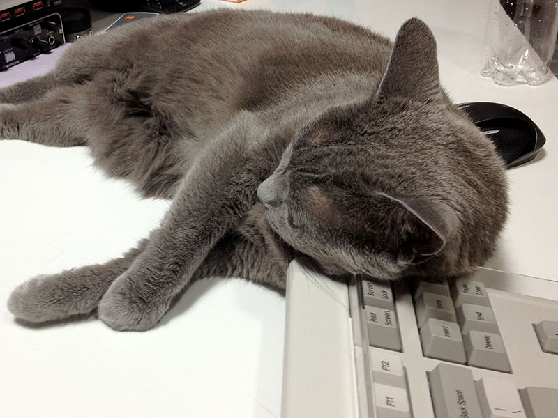 このキーボードルーフを使い始めてから、猫がキーボードを枕にする光景が好きになったりしたので、それに応じてか、猫がより積極的にキーボードを枕にするようになりました