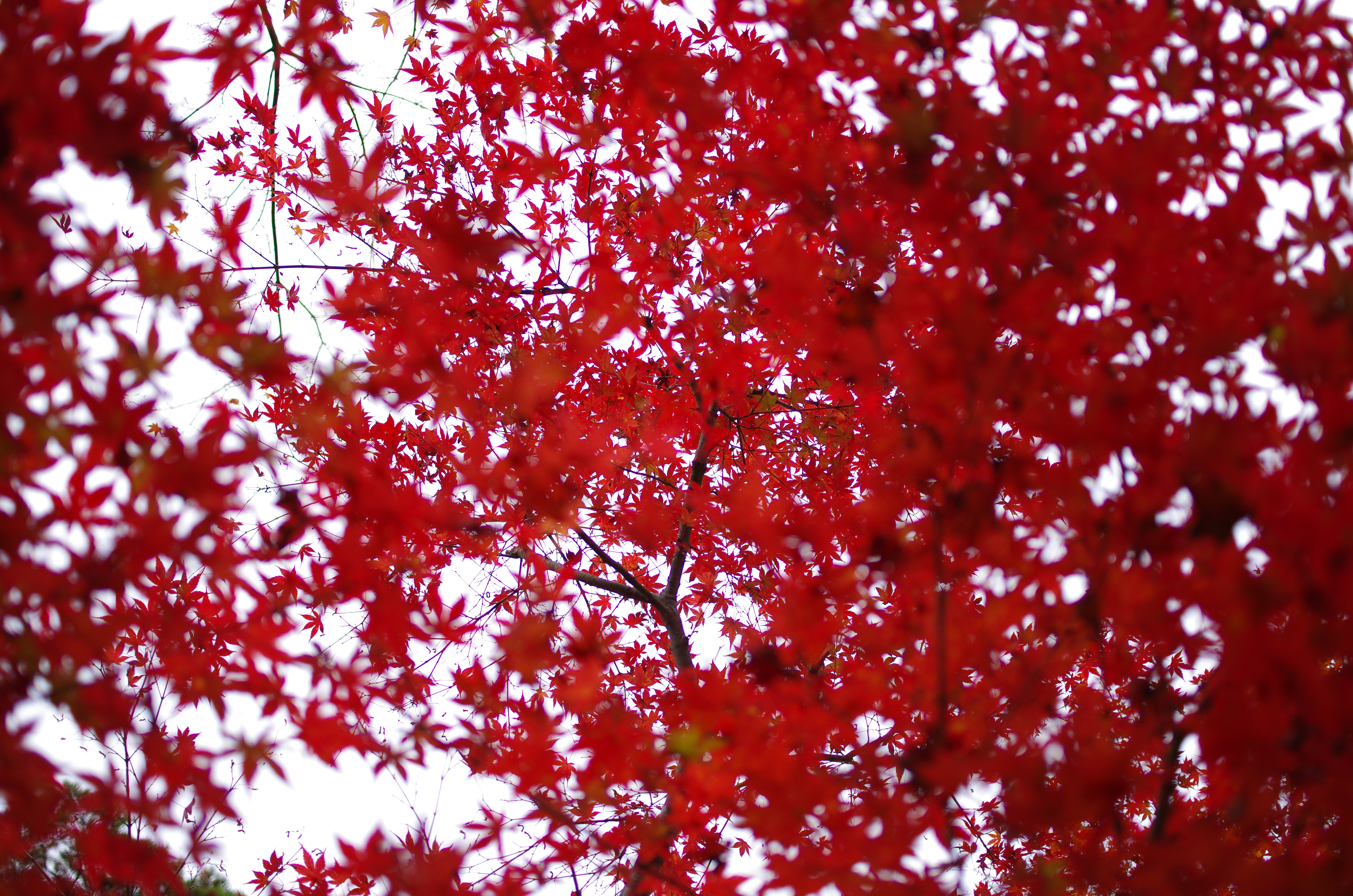 ■PENTAX K-5/DA35mmF2.8 Macro Limited/絞り優先AE（F2.8）/ISO200/WB太陽光/画像仕上：風景木の真下から見上げて撮影した紅葉。本当はもっと深い赤色でしたが、逆光で撮ることによって太陽の光で葉が透けて柔らかい赤色になりました。