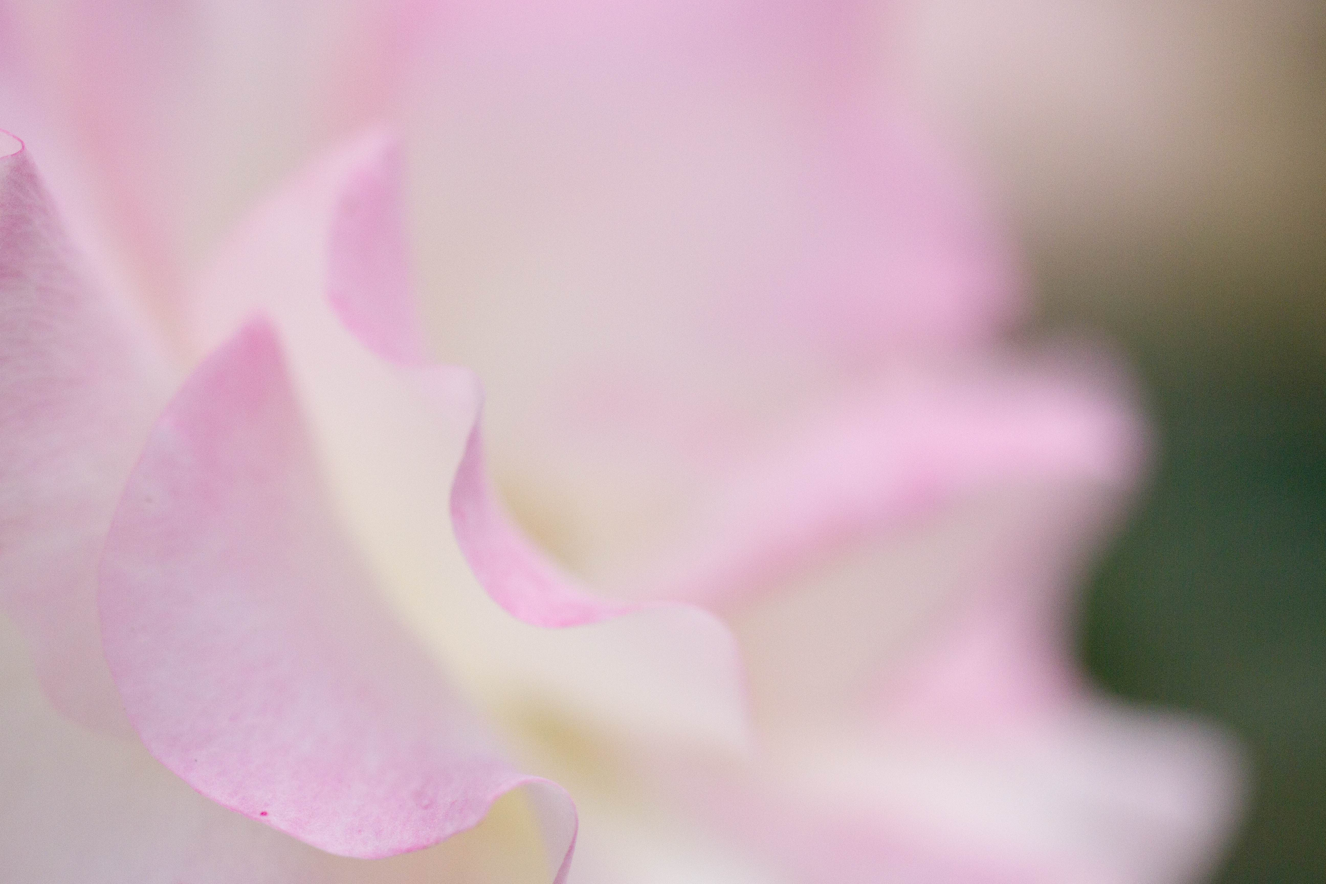 花びらのドレープにピントを合わせてF2.8で撮影。花の中央から向こう側は柔らかくボカしました。