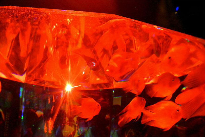 アクアリウムで撮影した金魚（撮影：静香）