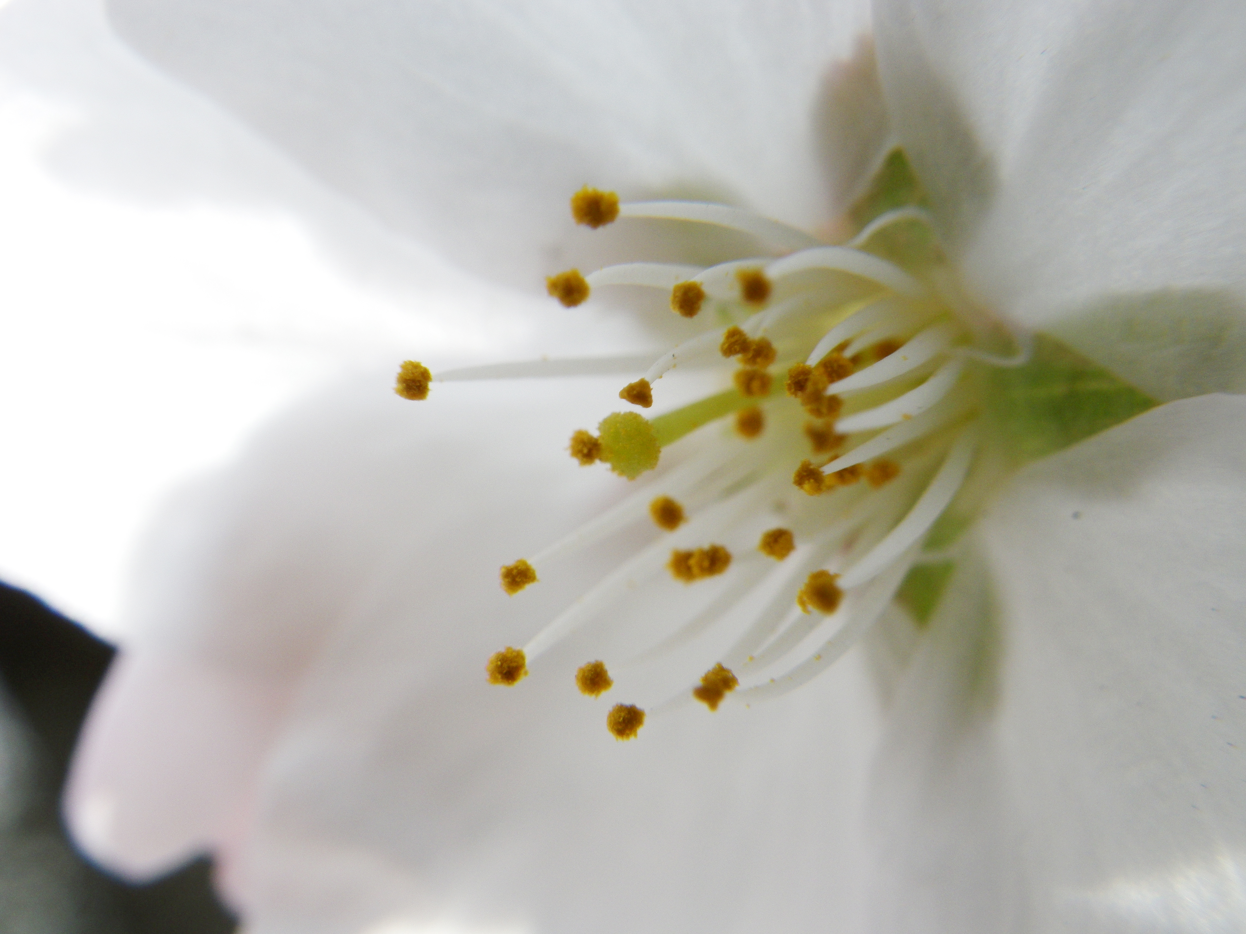 桜の花のひとつに思いっきり近付いて撮影。ピントは花の中心のシベに合わせています