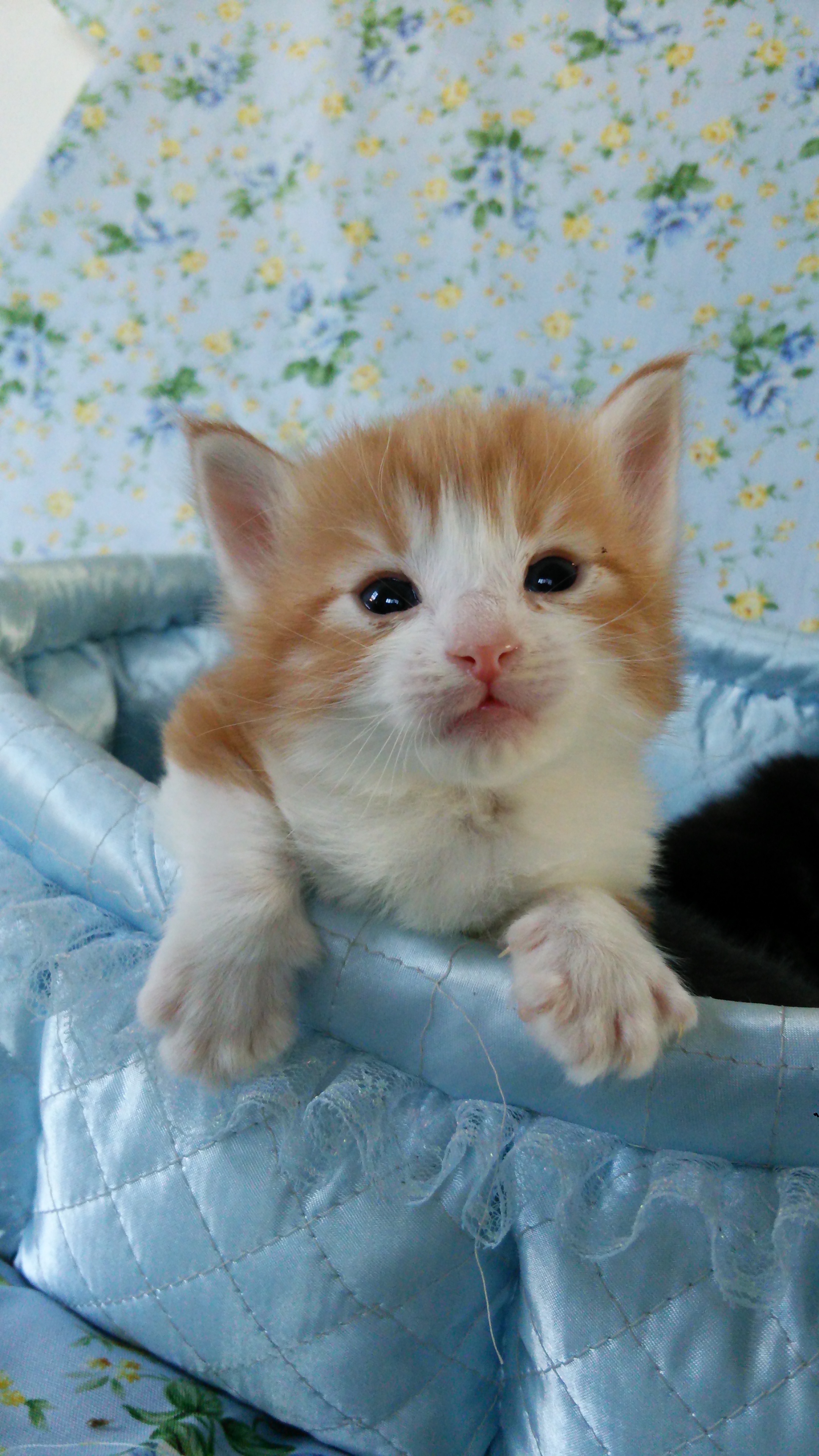 写真をクリックすると画面を閉じます。