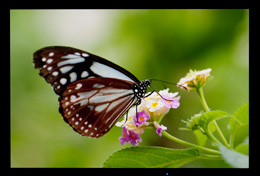 まさにこれぞプロの仕事道具 ColorEdge CG242W