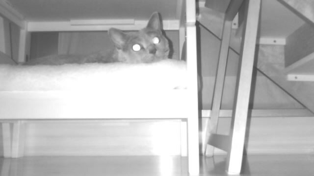 夜間に、ライリーの「赤外線LED」機能をオンにして撮ったもの。モノクロではありますが、暗がりの猫もしっかり撮れました