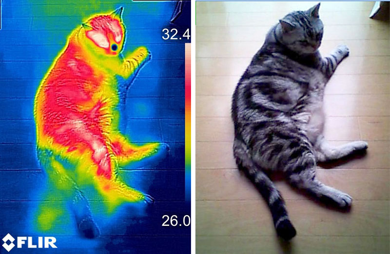 これ以降は、サーモグラフィー映像と可視光写真を並べています。これは猫が横たわっているのを見たところ