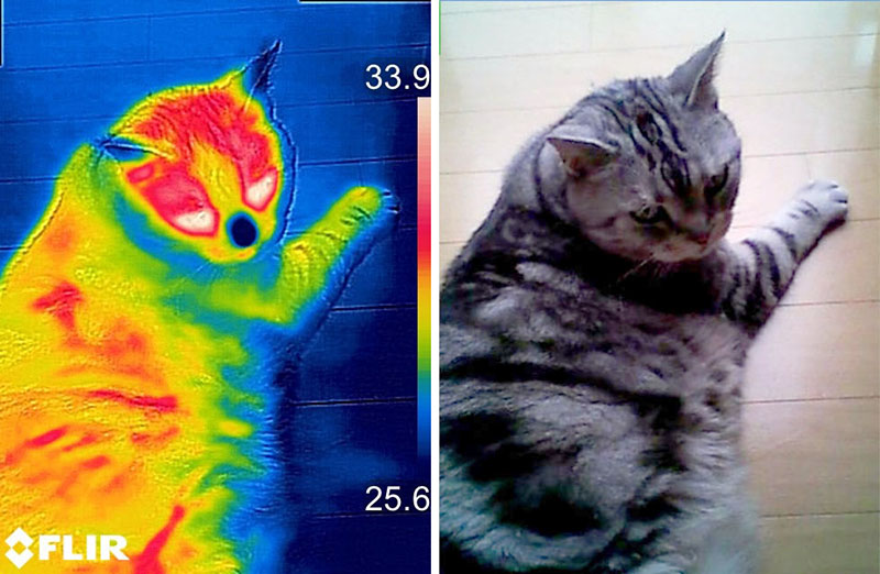 猫って目やその上の温度が高く、鼻や耳先の温度が低いんですね～