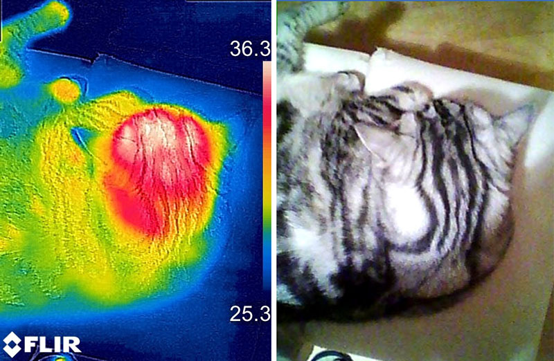 置いた手のひらをどかした直後に見ると、手のひらの温もりが猫の頭に残っているのがわかります。当たり前ですが、人の体温が猫に伝わってるんですね～