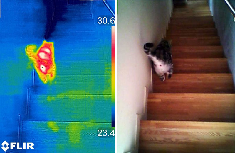階段を走り下りる猫を見てみました。お尻周辺がホット♪