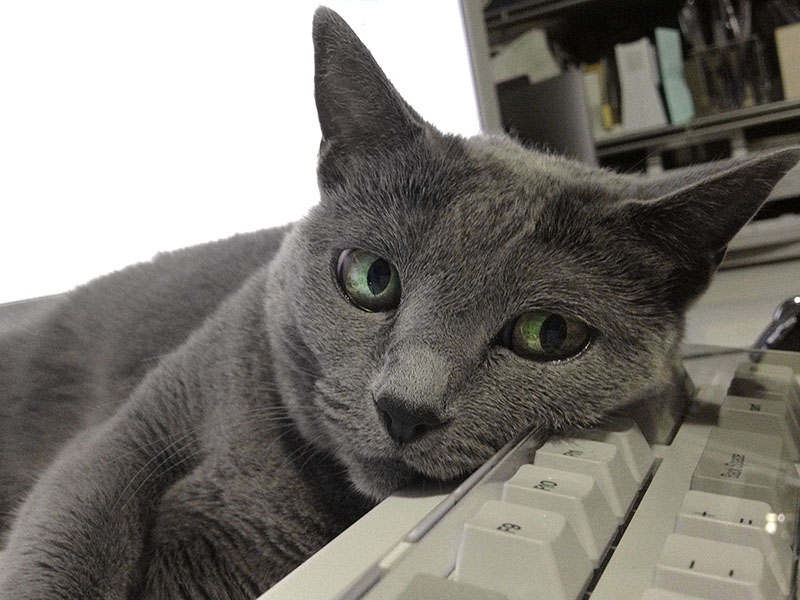 猫がキーボードを、思いっ切り、枕にしても全然問題ありません～♪