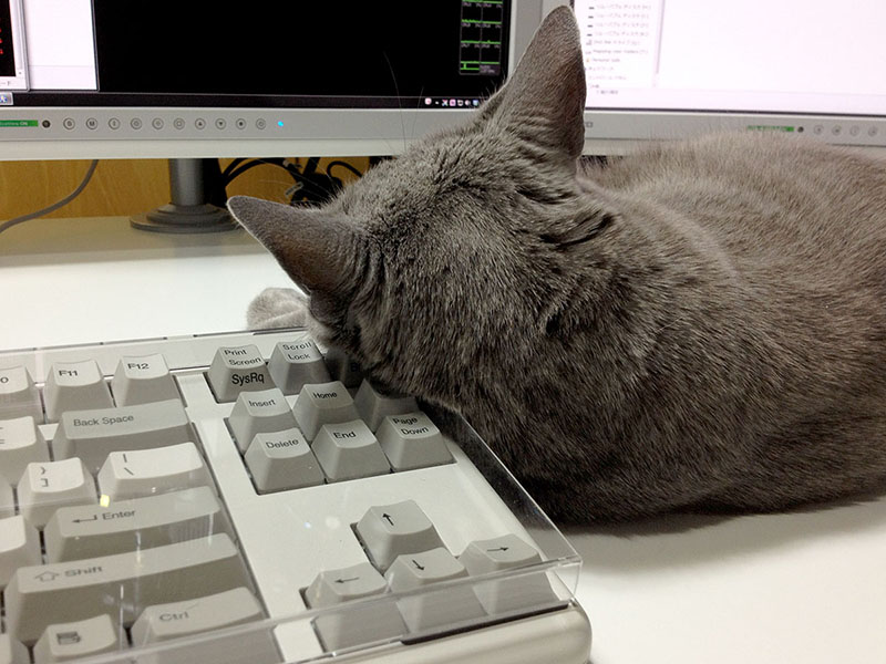 猫がキーボードを横から枕にしても、やはり問題ありませ～ん♪