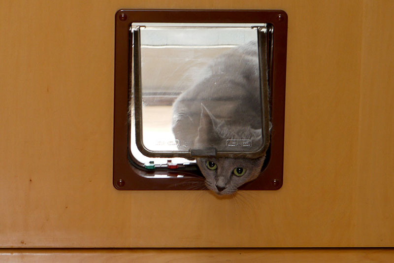 ところで、多くの猫はこういう感じでドアを前方に押し開けて通ります