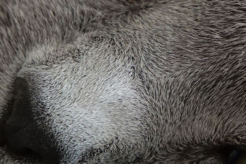鼻のあたりの部分アップ。毛の本数が数えられるくらい鮮明に写りました。高性能カメラで猫を撮ると楽しいですっ♪