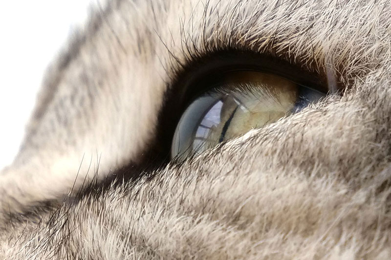 目の部分をアップにしてみると、ビー玉みたいな目がキラリン★　睫毛っぽいやや黒い毛も見えますね～。やっぱり猫の接写はおもしろいです♪
