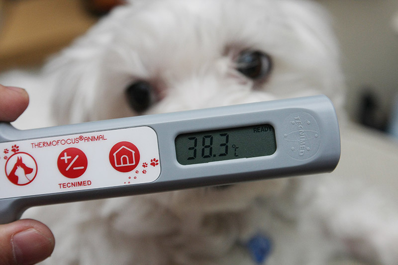 左の犬と猫のアイコンが、瞳で体温を測るモード