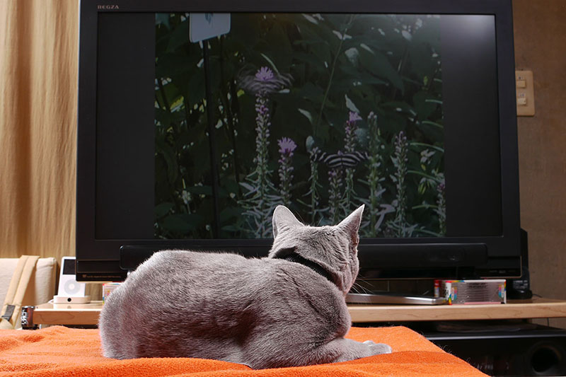 拙宅猫「うか」が猫用DVDを観ている様子。蝶が飛ぶ映像です
