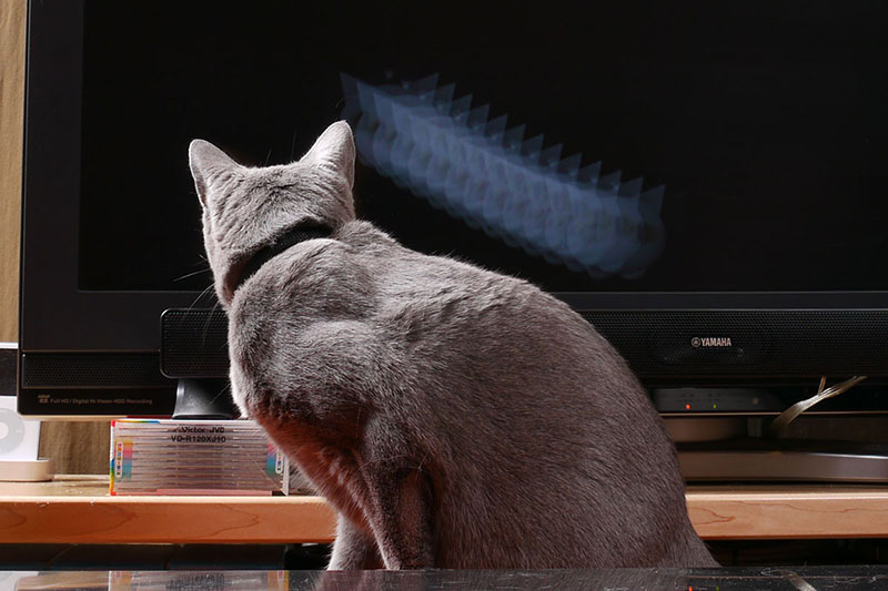 猫専用動画でなくても、テレビゲームなんかにも反応しそうですね