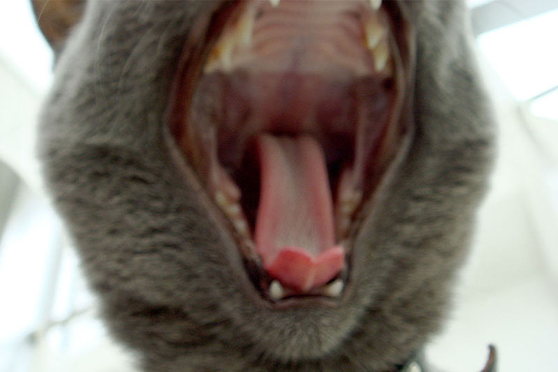 拙宅猫「うか」のあくび。こちらに近寄りながらあくびをしたので、ピントが合わず、顔がフレームから出ちゃいました