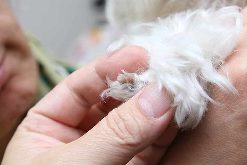 定吉の爪は乳白色で血管が見えるので、黒い爪の子に比べたらまだ爪切りはラクなほうだ