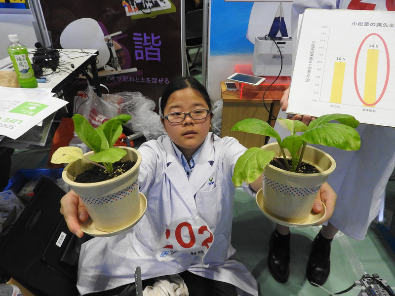 左が水だけで育てた小松菜、右がアオサ肥料を混ぜた土で育てた小松菜。明らかに右の方が大きく生長している