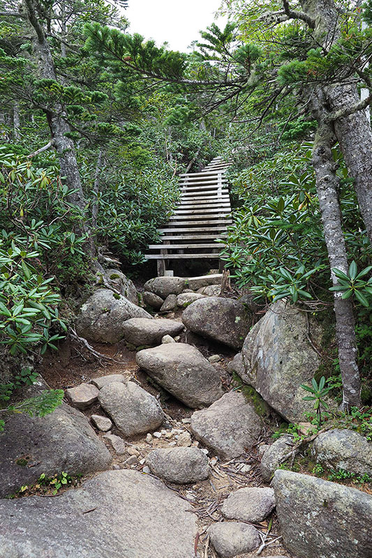 石の登山道が続くのかな……と思ったら木の階段が続きます