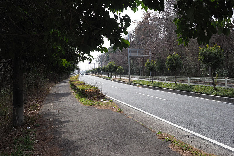 走り始めて間もなく。午前10時半頃です。まだまだ緑が多いスタート地点付近