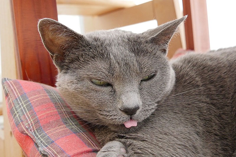 あくび直後の「猫ペロリン」もツイデに撮れてしまいました♪