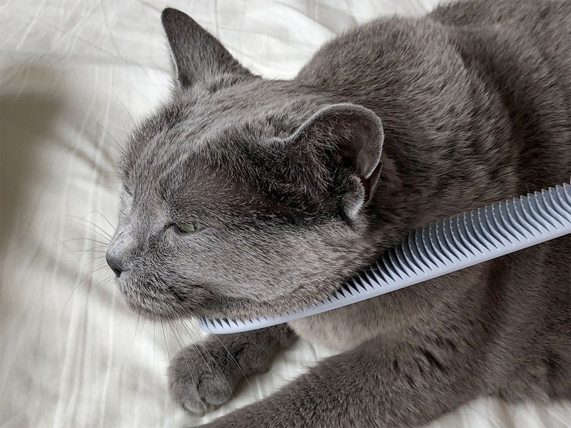 猫が自ら「ねこじゃすり」にすりすりしてきます！