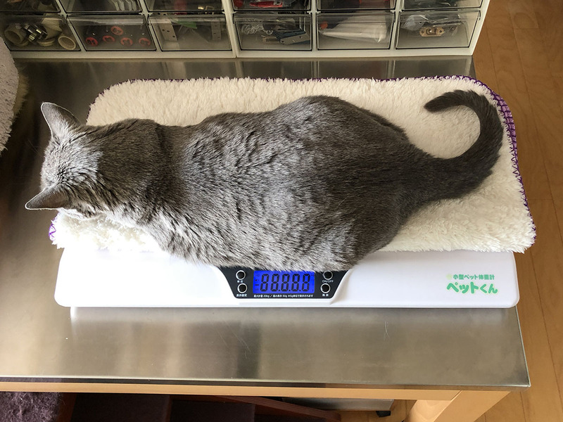 最近体重増加傾向で要ダイエットの拙宅猫「うか」を計測中。本体上面サイズは横55.8×縦34.5cmで、普通サイズの猫がちょうど乗るような大きさです