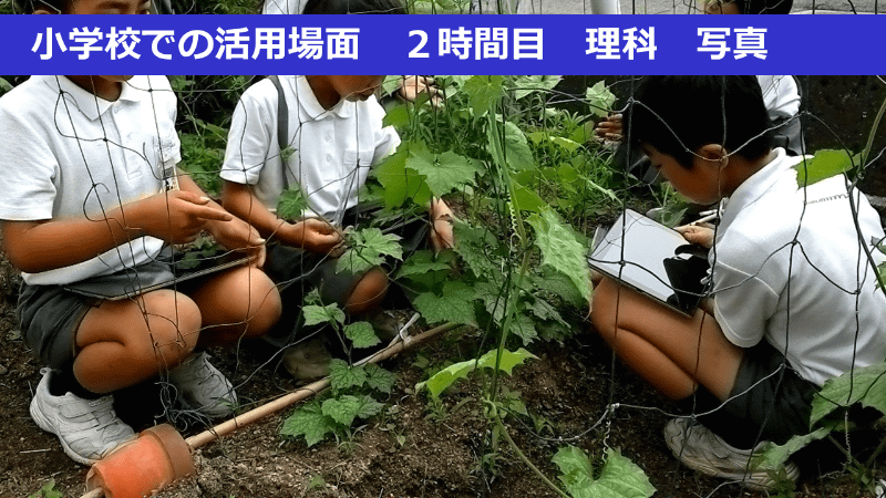 タブレットPCを持ち出してヘチマの観察をする児童たち