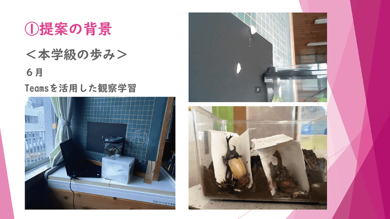 教室のパソコンのカメラで飼育ケースを写し、Teamsのビデオ会議を開いたままにした