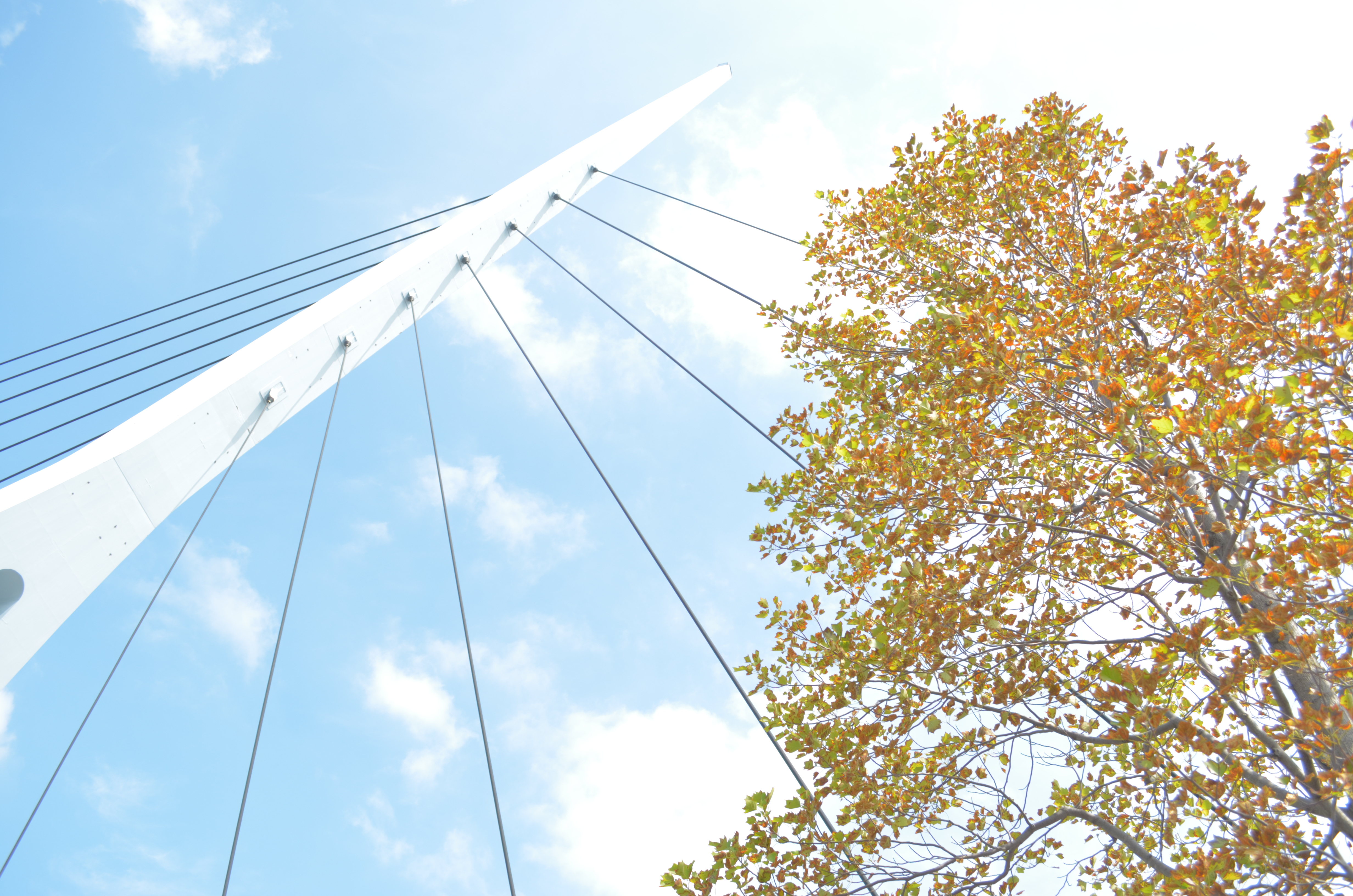 ■絞り優先AE（F5）/ISO200/WBオート/+2.3EV/ピクチャーコントロール：Soft(@v@)/*（カスタム設定・本文参照）橋の下から見上げるようにして撮影。太陽が木の上の方にある状況なので、露出補正をしないと逆光で真っ暗な写真になってしまいます。