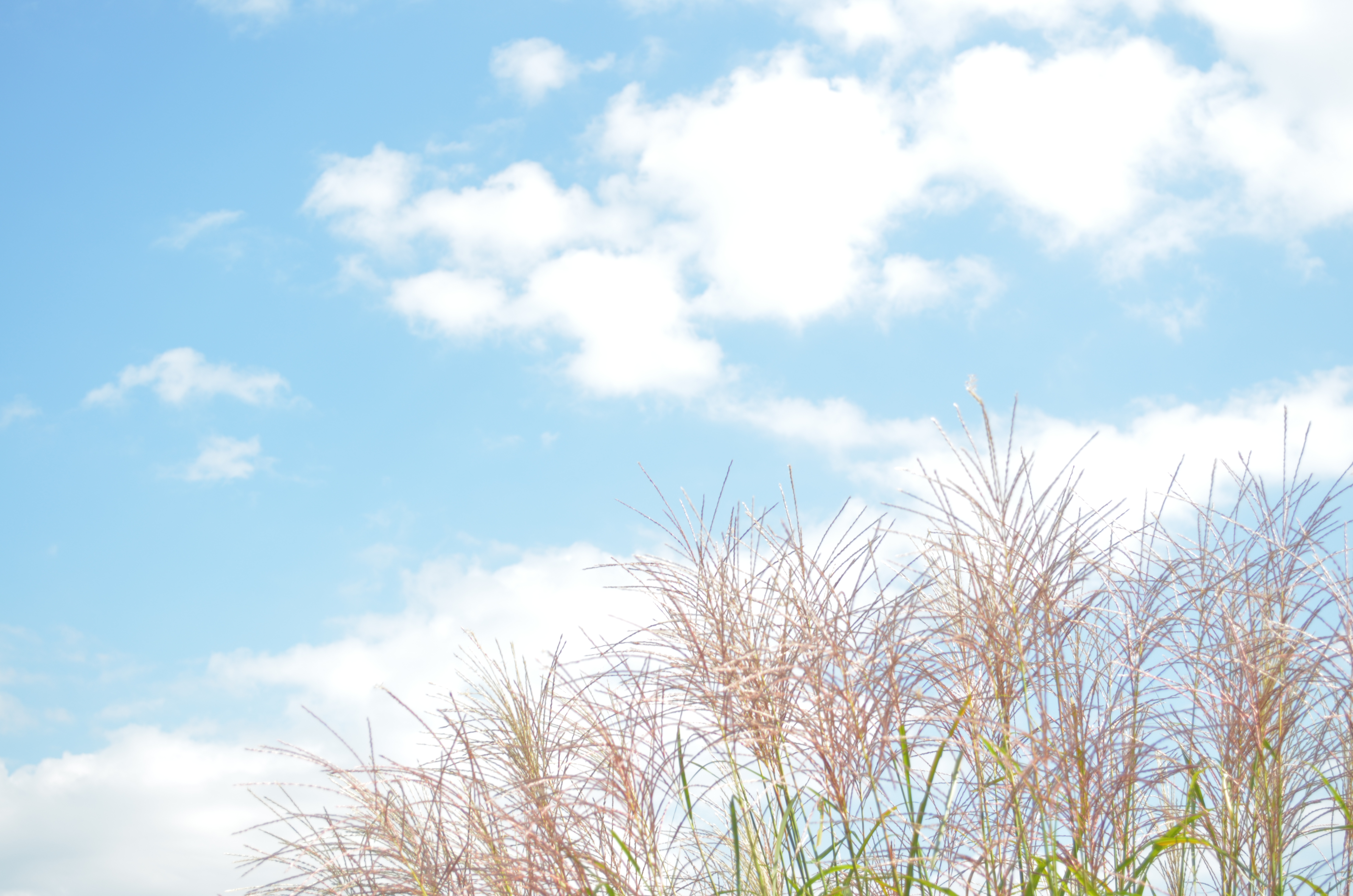 ■絞り優先AE（F5.6）/ISO200/WBオート/+2EV