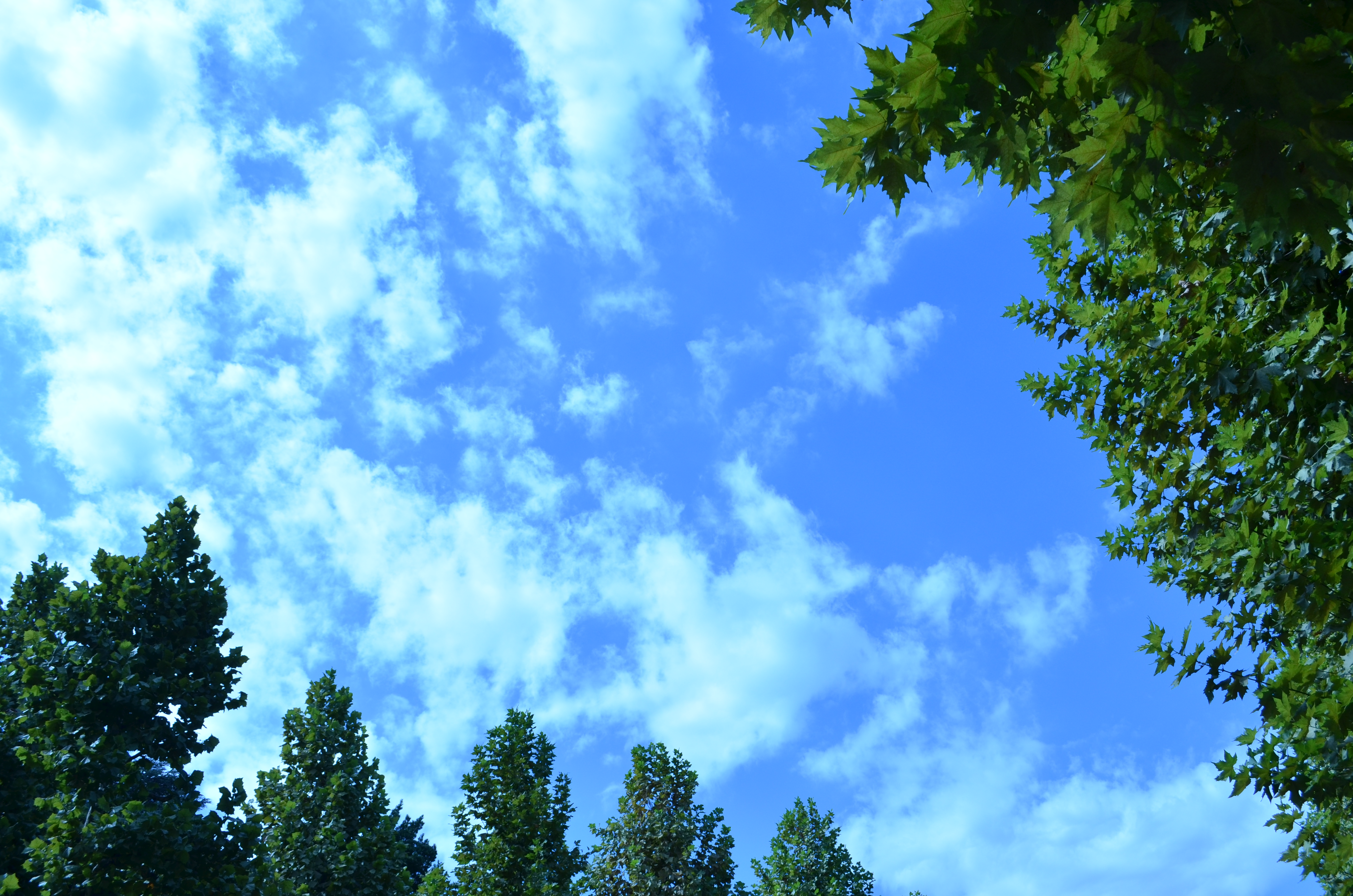 ■WB電球全体に青味が乗っています。白い雲は青く、イチョウの葉は見た目よりも濃い緑色になりました。