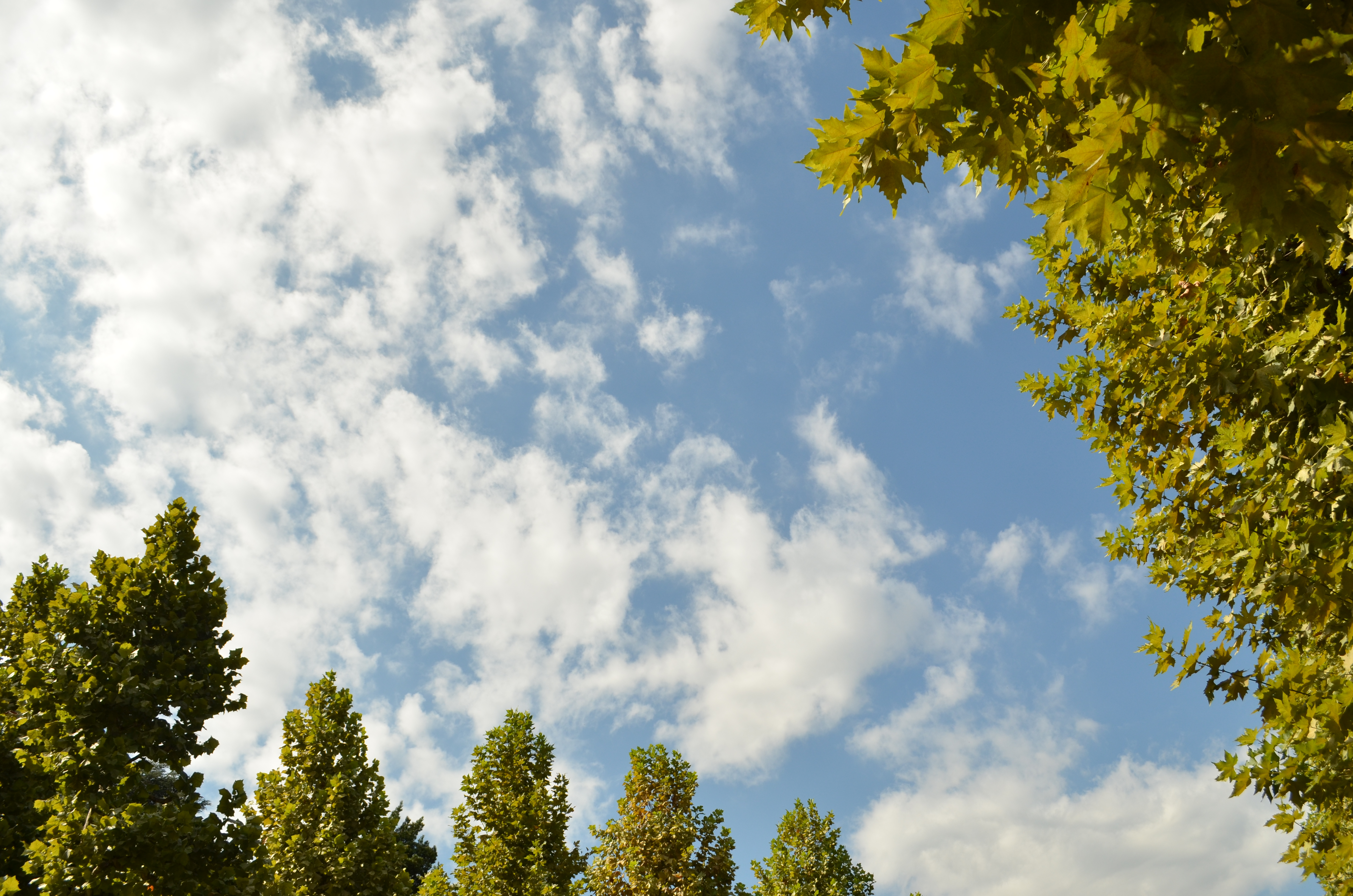 ■WB曇天白い雲は赤味が増してクリーム色っぽくなり、イチョウの葉は黄緑色になっています。