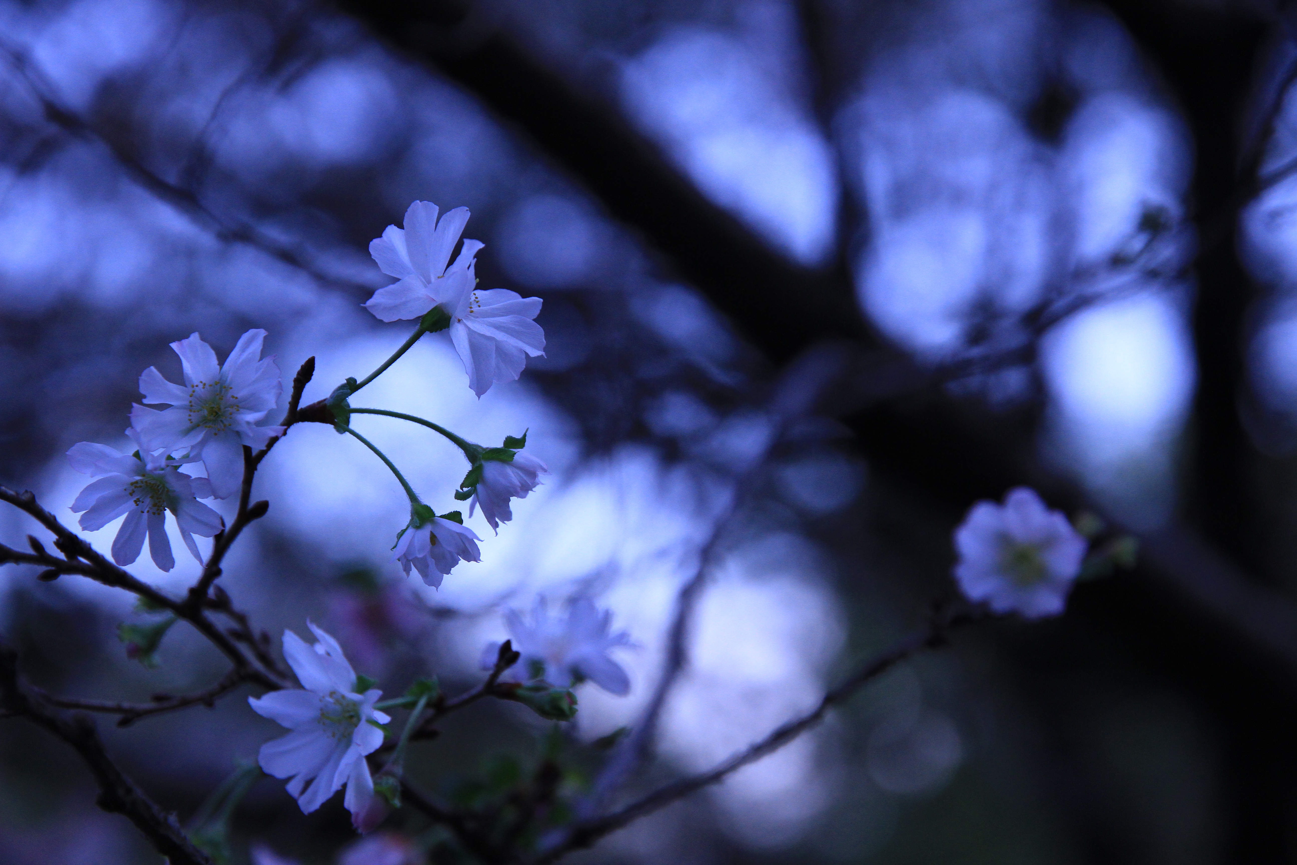 ■Canon EOS 7D/EF-S15-85mm f3.5-5.6 IS USM/絞り優先AE（F5.6）/ISO1000/WB白色蛍光灯