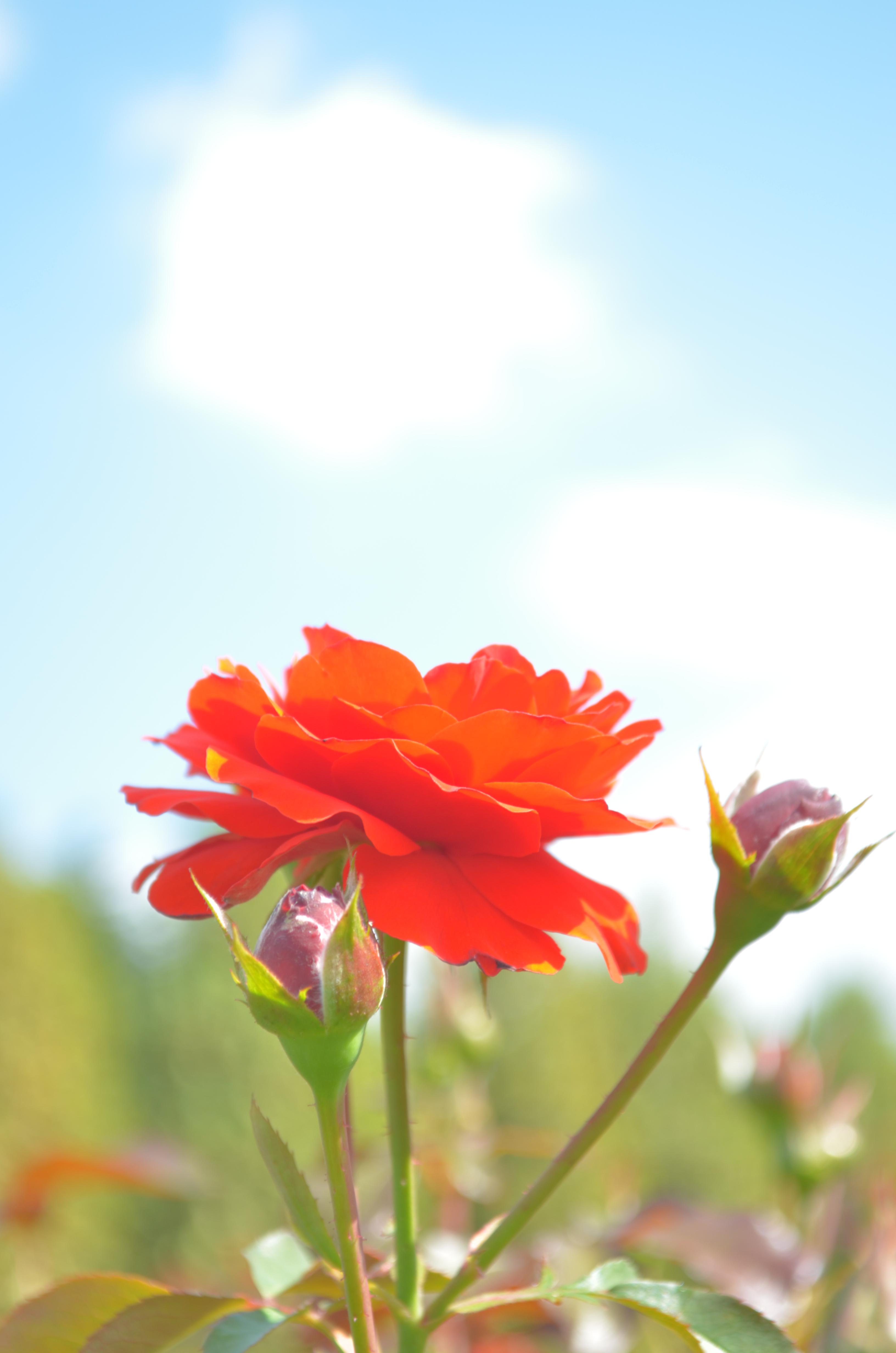 被写界深度の浅い写真