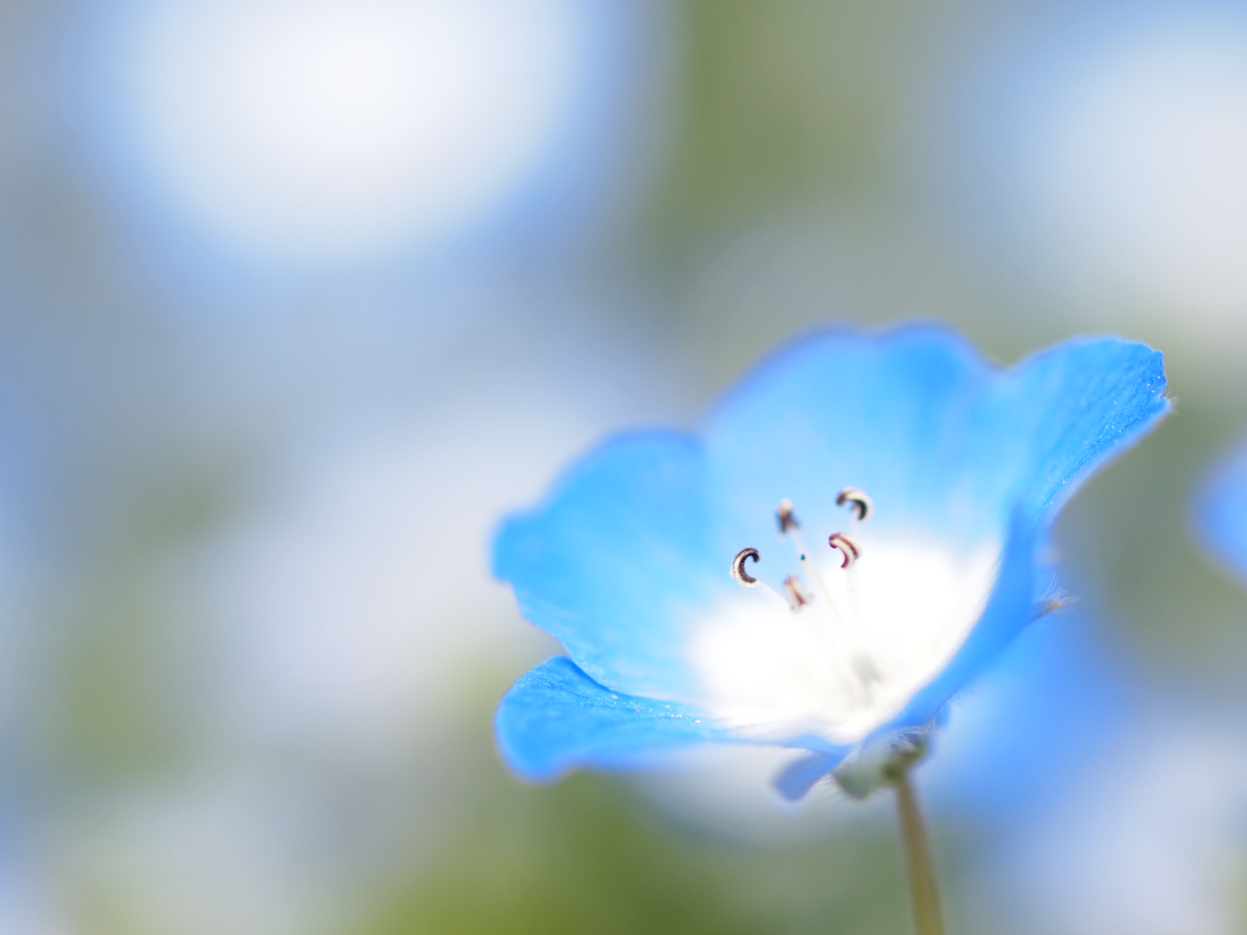 ■OLYMPUS E-PL1/ZUIKO DIGITAL ED 50mm F2.0 Macro/絞り優先AE（F2.0）/ISO200/WBオート花のシベにピントが来るようにマニュアルで撮影。花びらの爽やかな青色に合わせて背景のボケも同じ花の白と青、葉っぱの緑の3つのの寒色系で構成しました。