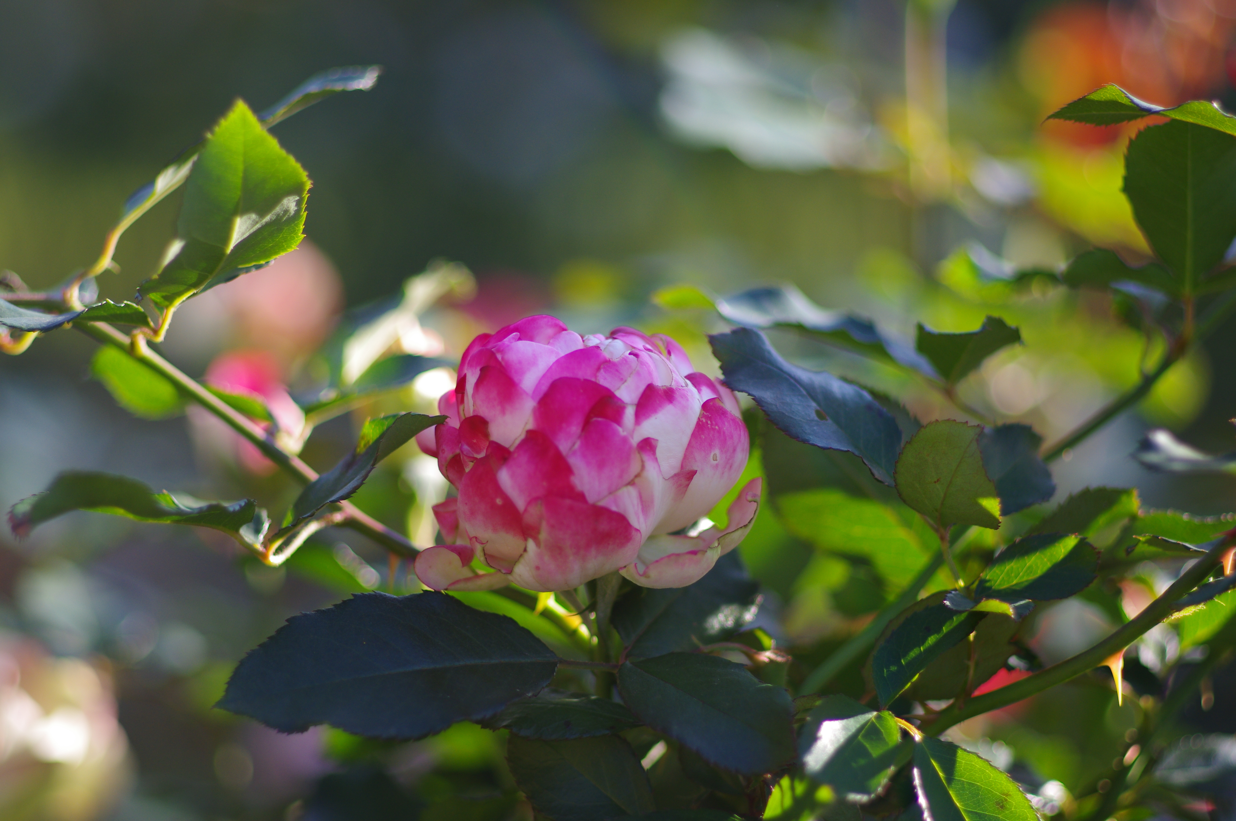 ■PENTAX K-r/FA 77mmF1.8 Limited/絞り優先AE（F1.8）/ISO200/WBオート/画像仕上：風景