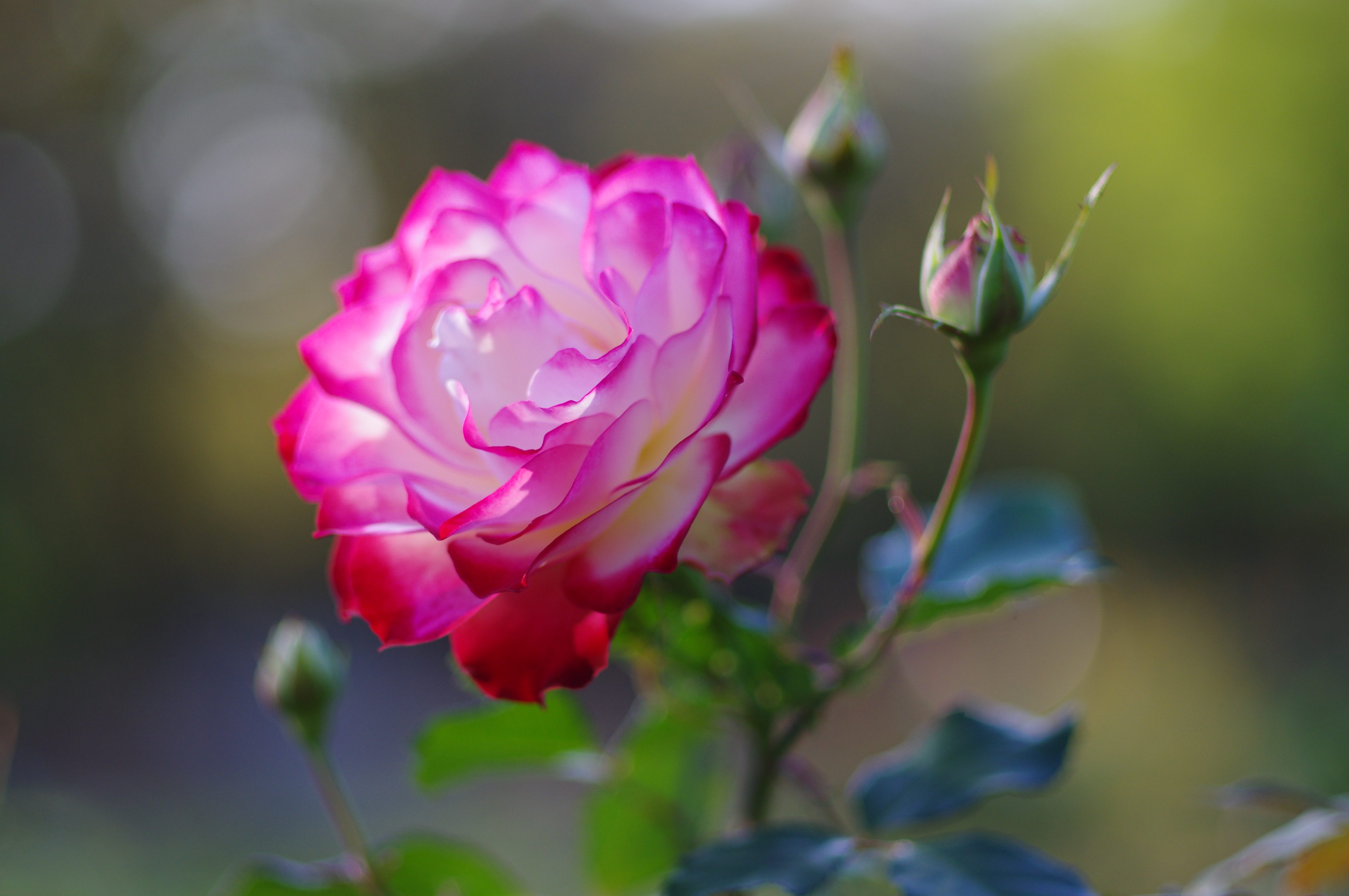 ■絞り優先AE（F1.8）/ISO200/WBオート/画像仕上：風景