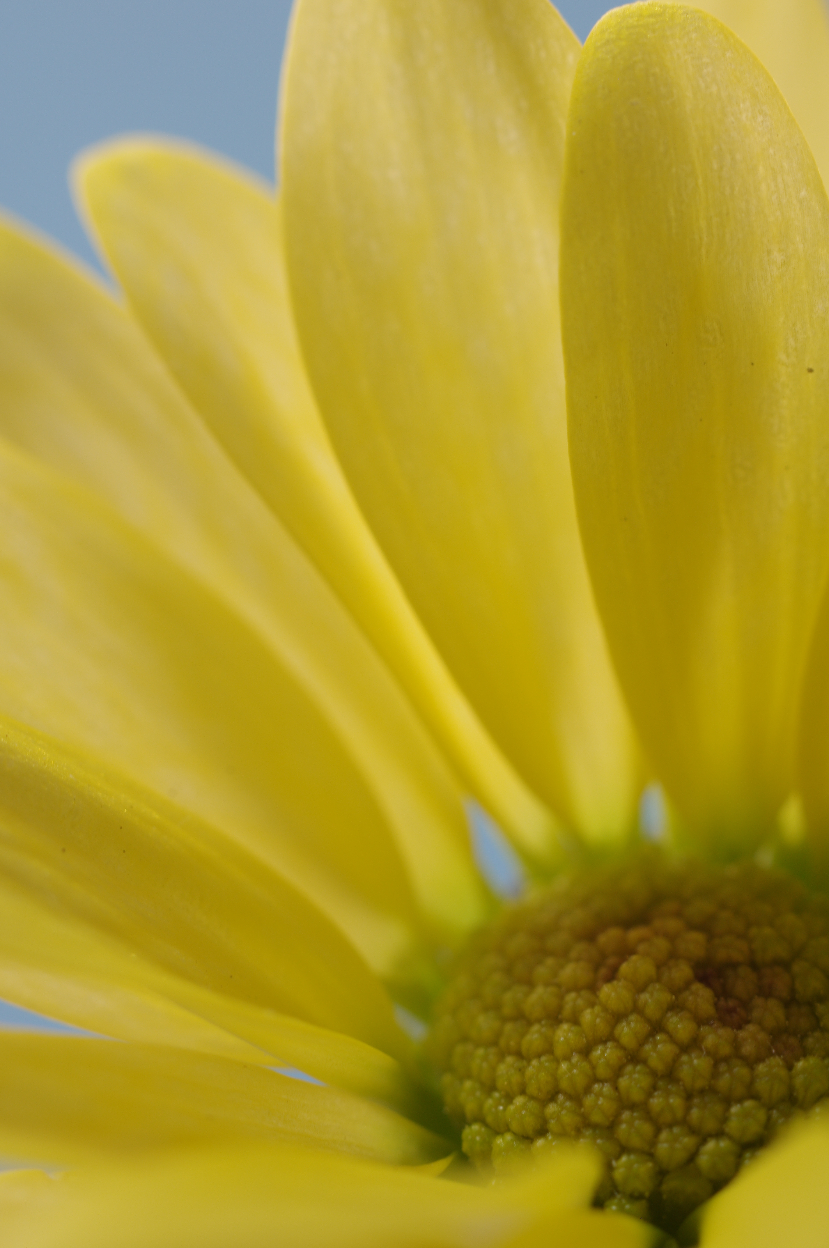 ■PENTAX K-r/DA35mmF2.8 Macro Limited/絞り優先AE（F8.0）/ISO200/WBオート/+1EV花のシベを覗き込むように撮影。太陽は花びらの向こう側にあるので逆光の状態。花びらの透過がわかりやすいようにF8.0まで絞りました。