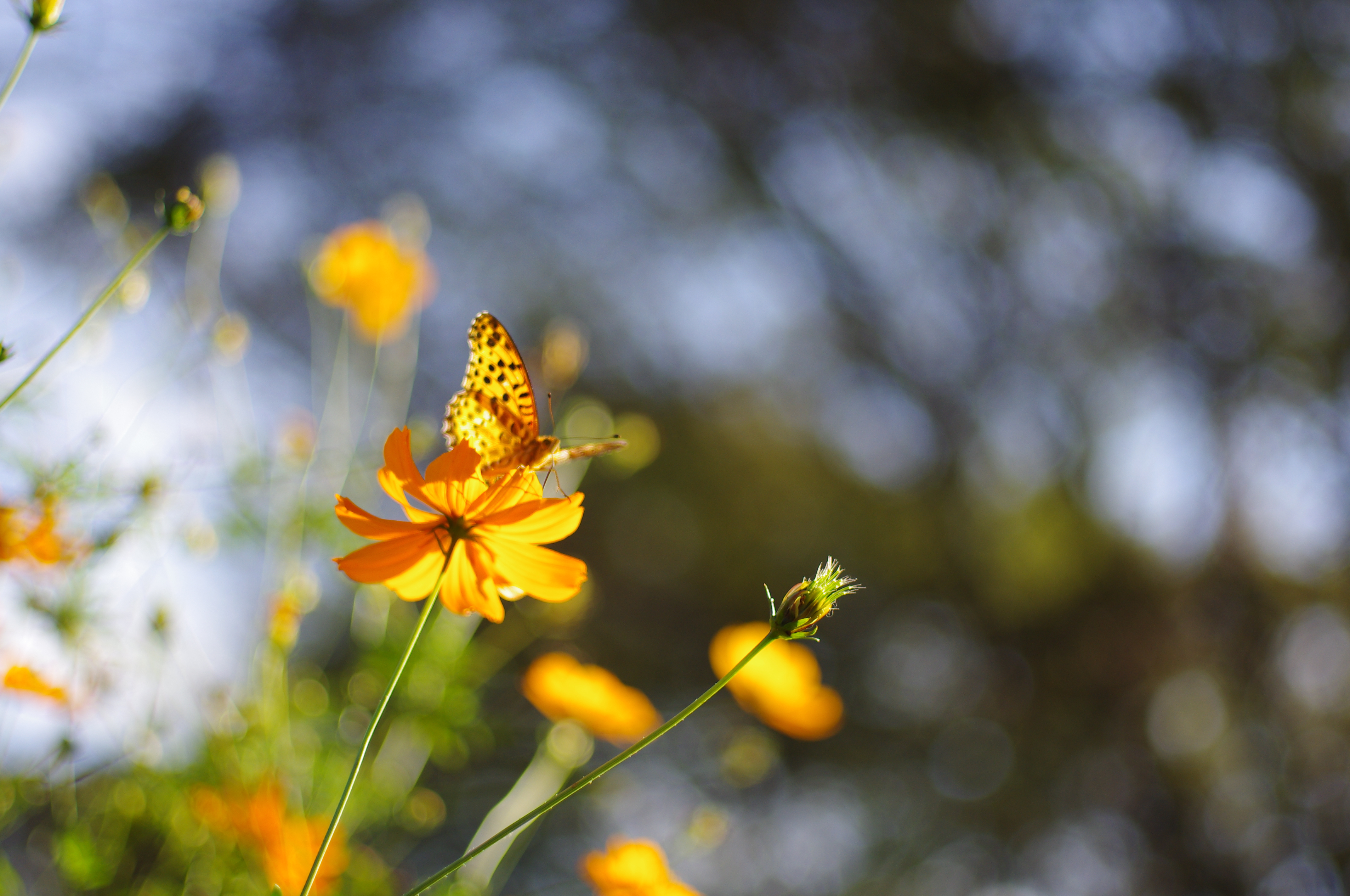 ■絞り優先AE（F1.9）/ISO200/WBオート/画像仕上：風景