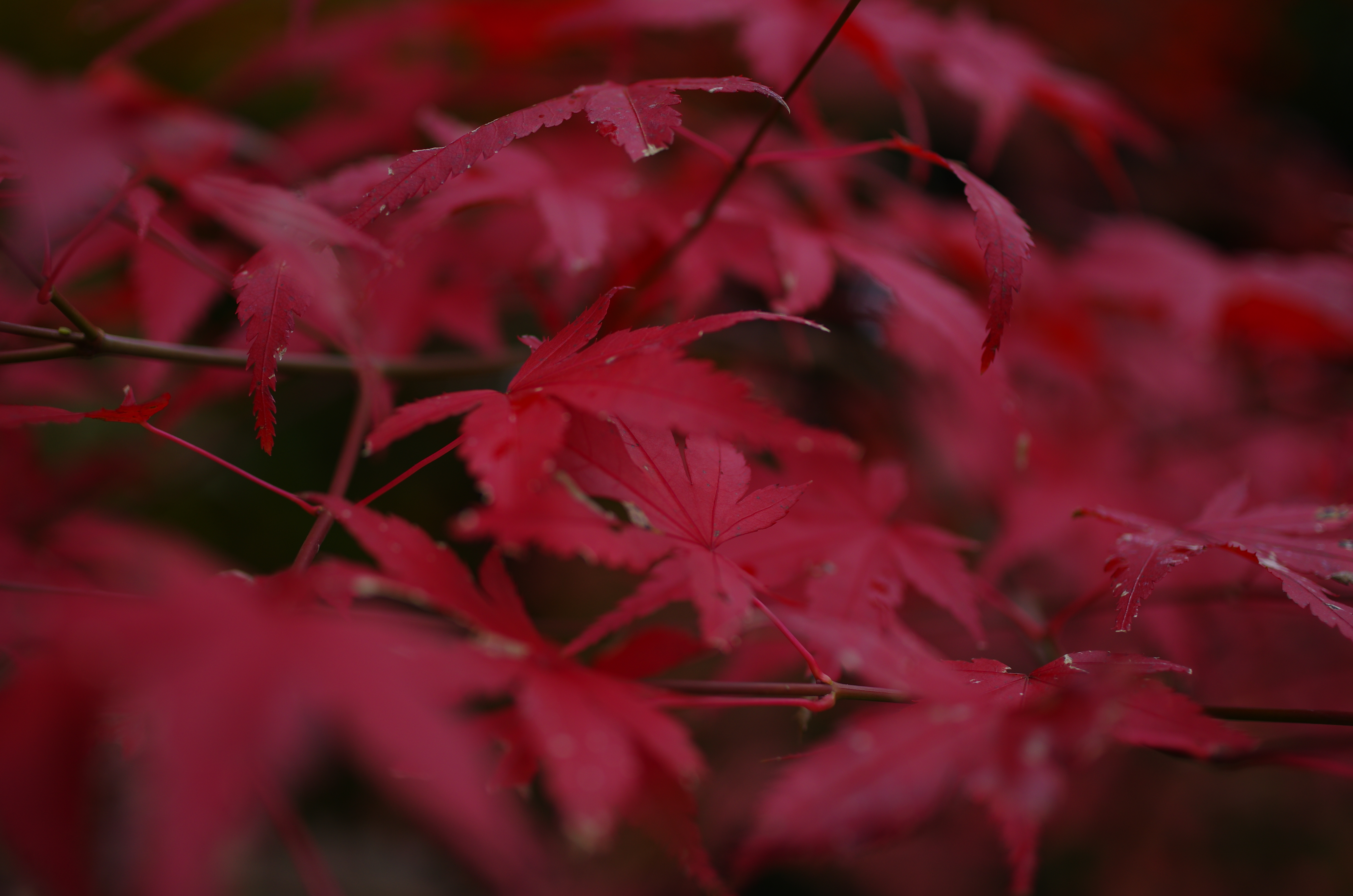 マイナス1.3露出補正■PENTAX K-5/DA35mmF2.8 Macro Limited/絞り優先AE（F2.8）/ISO100/WB太陽光/-1.3EV/画像仕上：風景（コントラスト+1、シャープネス+1）