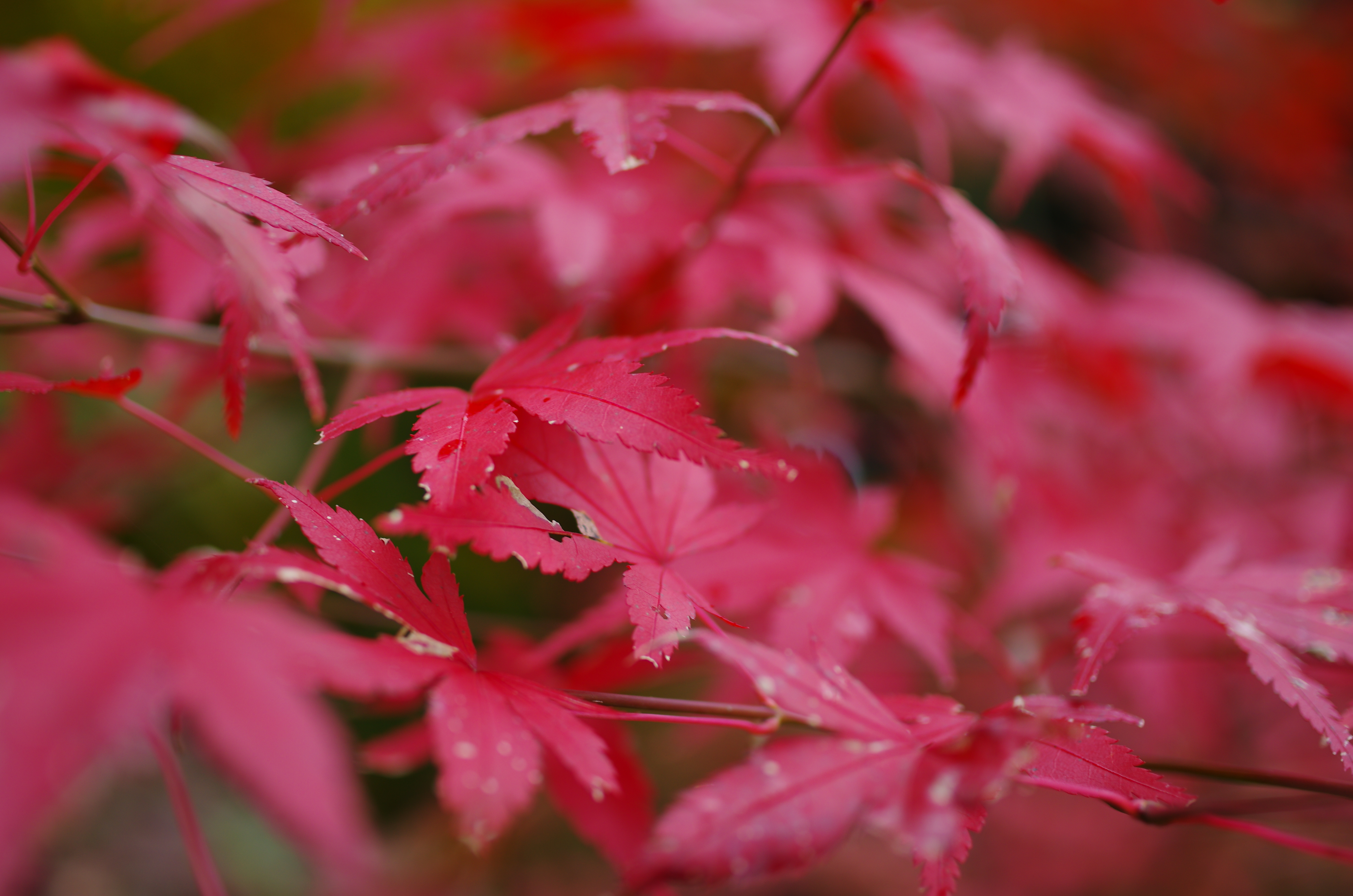 露出補正なし■絞り優先AE（F2.8）/ISO100/WB太陽光/画像仕上：風景（コントラスト+1、シャープネス+1）