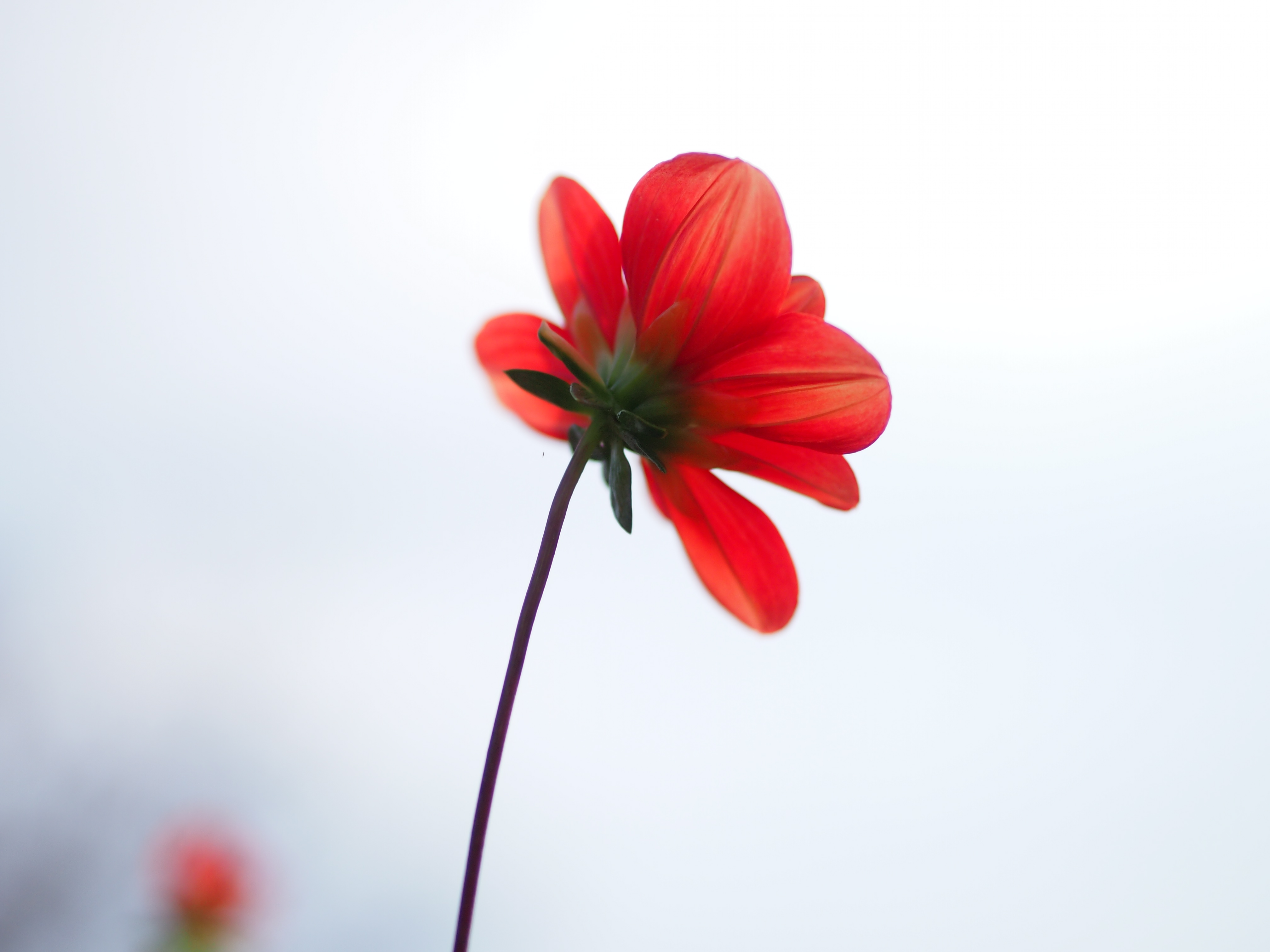 E-PM1/ M.ZUIKO DIGITAL 45mm F1.8 / 絞り優先 F1.8 / ISO200 / WB:オート