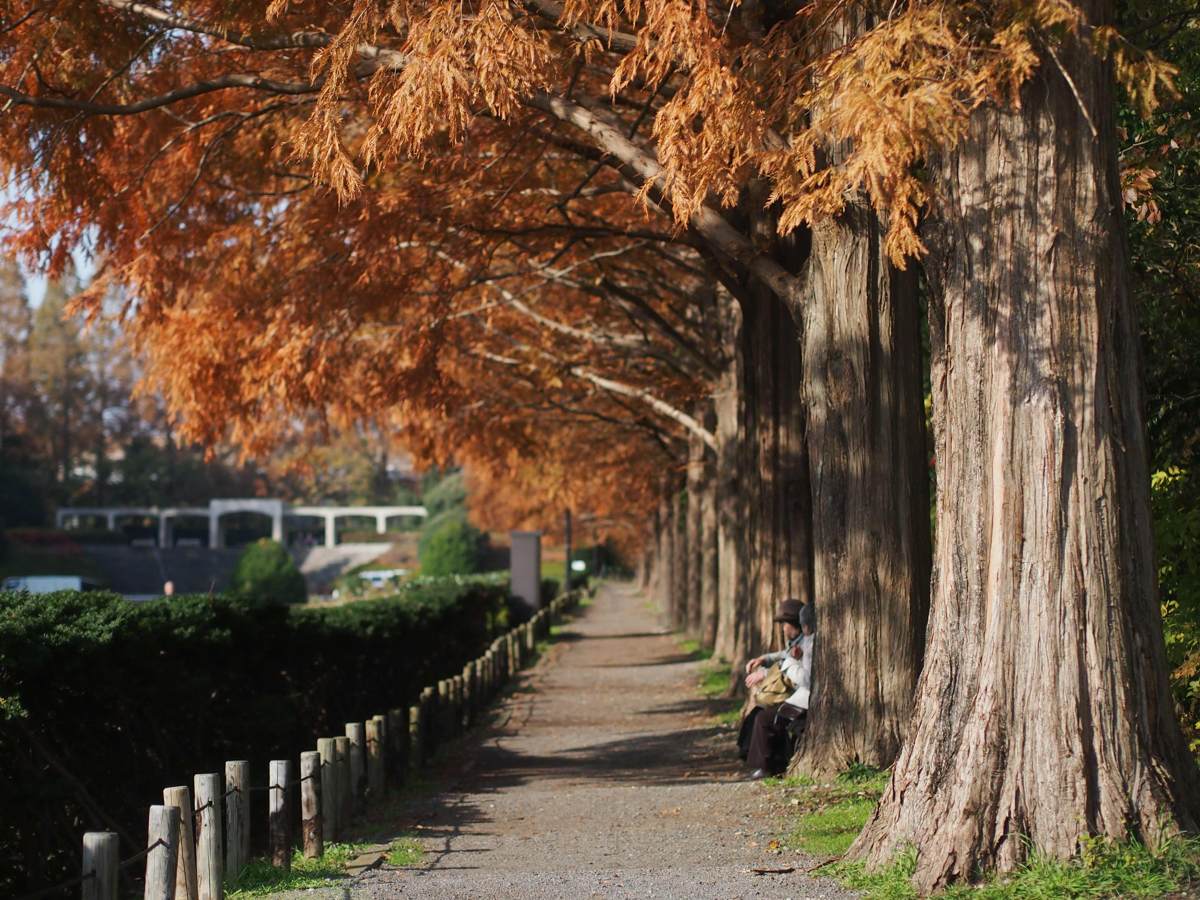 E-PM1/ M.ZUIKO DIGITAL 45mm F1.8 / 絞り優先 F1.8 / ISO200 / WB:オート